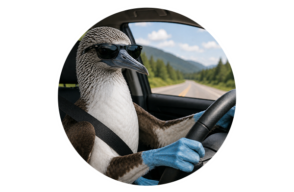 auto-insurance