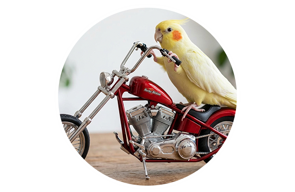 motorcycle-insurance